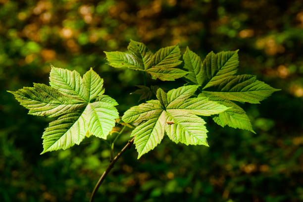 istock Group of maple leafs illuminated by sun in the dark forest 960209430