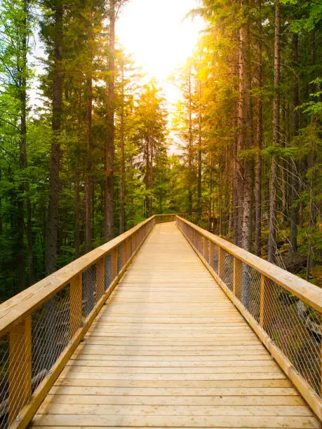 Photo of Wooden pathway in the forest