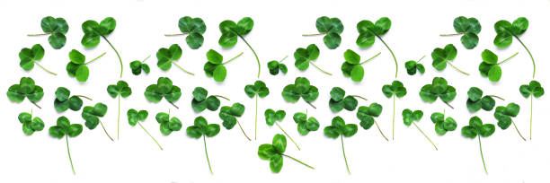istock Pattern of clover leaves isolated on white background, top view, flat lay. 960209588
