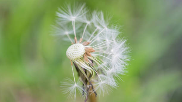 istock close up of an incomplete dandelion. 960209958
