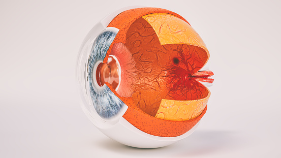 Anatomía de ojo humano muy detallado de la sección transversal photo