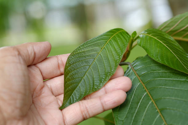 Hand hold leaves,  Mitragyna speciosa leaf (kratom), plant in thailand, Kratom is Thai herbal which encourage health. Close up stock photo