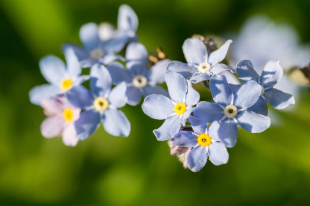 istock timelittle blue forget me not flowers, spring time. 960214106