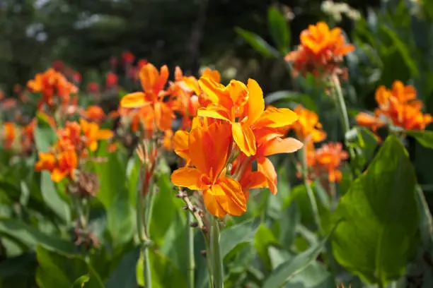 Orange Canna flower plants