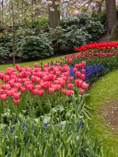 istock red tulips flowers blooming in a garden 960218164
