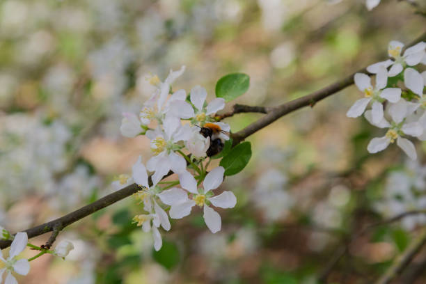 istock Spring branch with white flowers on a tree on a sunny day 960221690