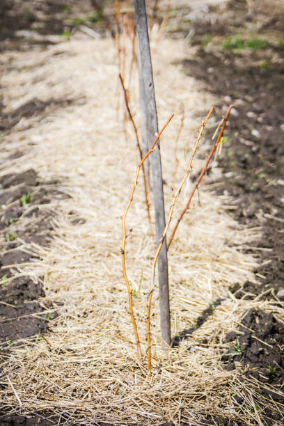 istock Branches with new leaves in the garden 960222770
