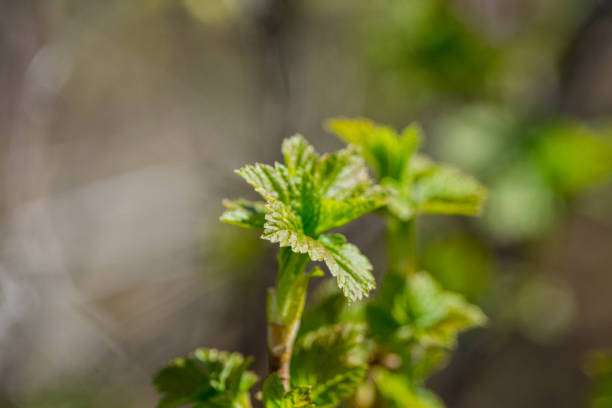 istock Branches with new leaves in the garden 960222808