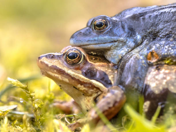 istock Moor frog couple 960222910