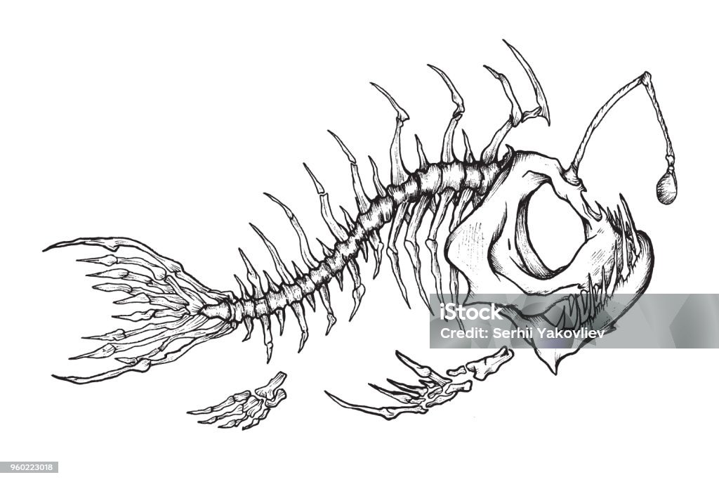 Angler fish skeleton mascot. Vector illustration of fish skeleton in ink technique. Anglerfish stock vector