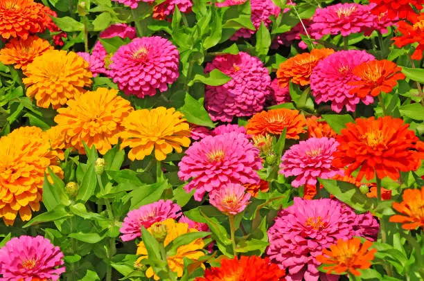 Garden with multicolored gorgeous flowers