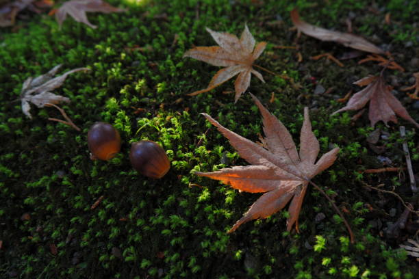 istock Maples and acorns above moss 960226226