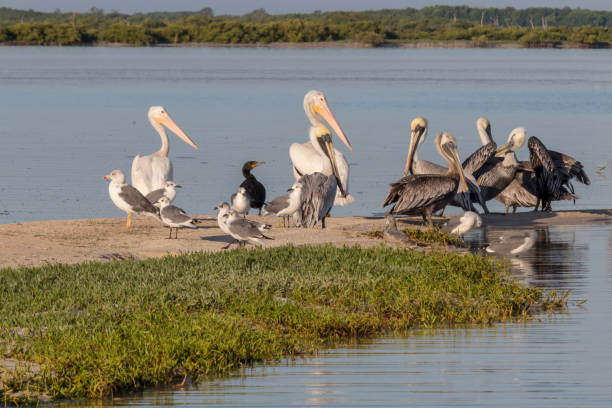 istock seabird diversity during migration season in Mexico. 960227714