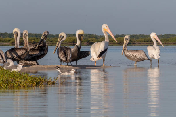 istock seabird diversity during migration season in Mexico. 960228444