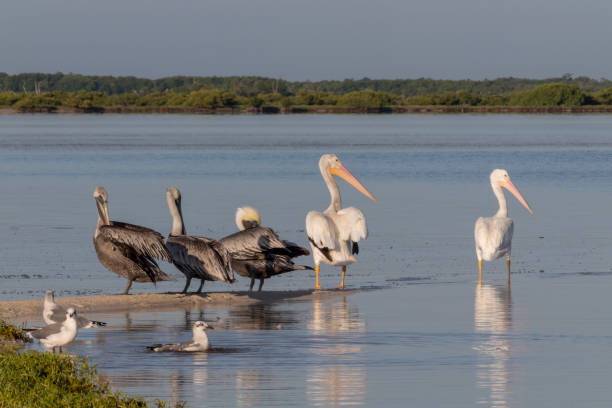 istock seabird diversity during migration season in Mexico. 960230794