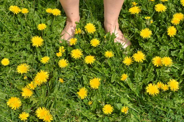 istock Female bare feet in green grass, blooming dandelions 960230920