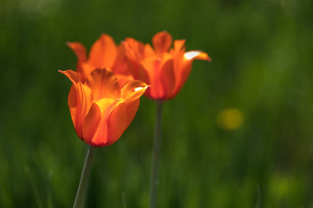 Tulip festival
