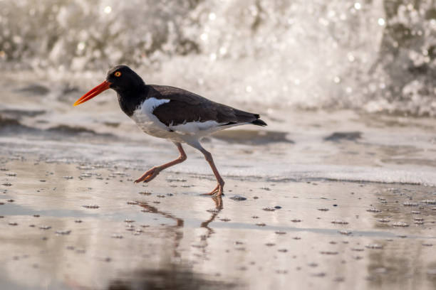 istock American Oystercatcher walking along the ocean 960232074