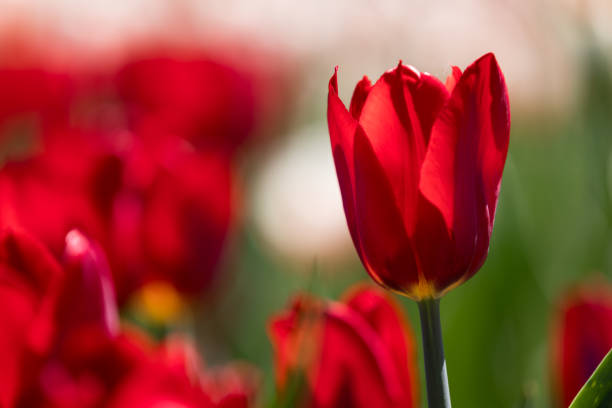 istock Tulip festival Ottawa Canada 2018. 960235148