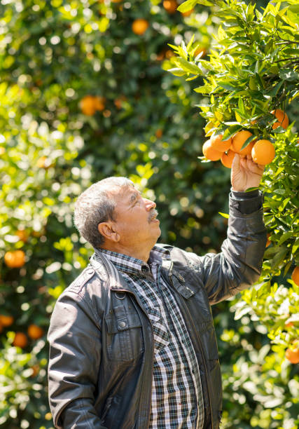 istock Man harvesting oranges in an orange tree 960235234