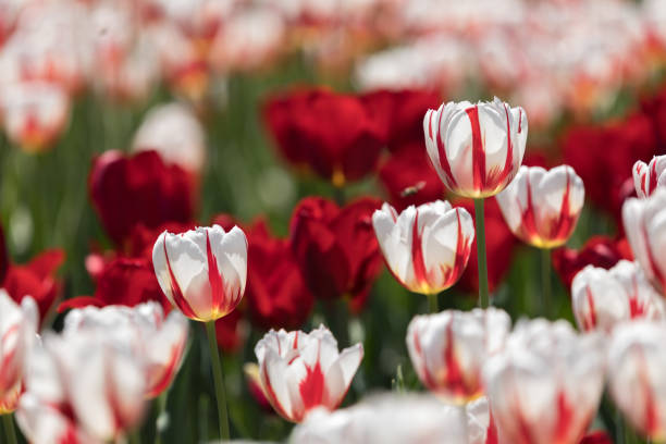 Close-up of  tulips in full bloom with blurry background