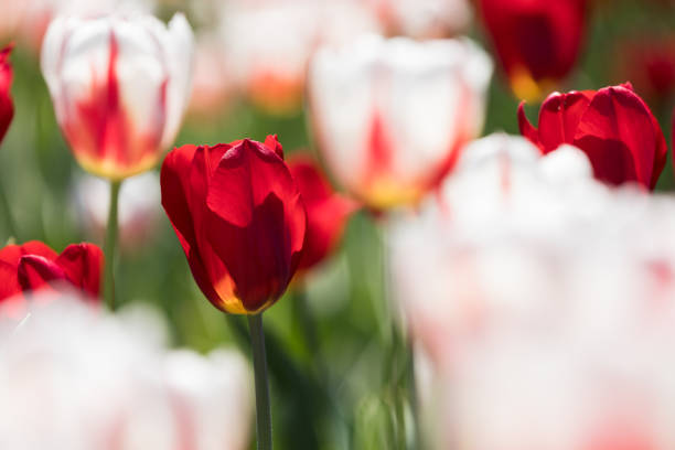 Tulip festival