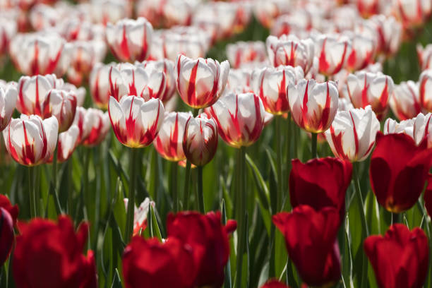 istock Tulip festival Ottawa Canada 2018. 960235504