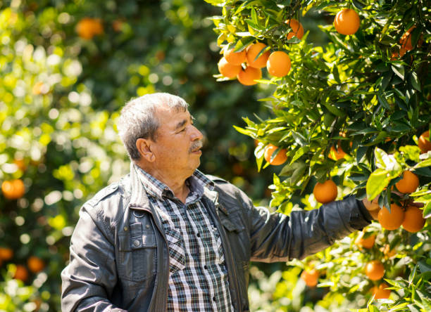 istock Man harvesting oranges in an orange tree 960235654