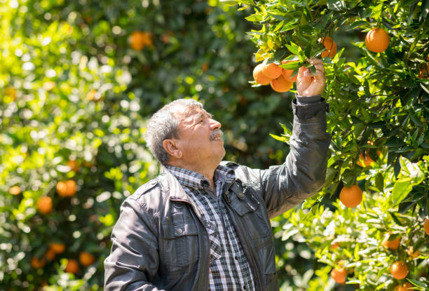 istock Man harvesting oranges in an orange tree 960236510