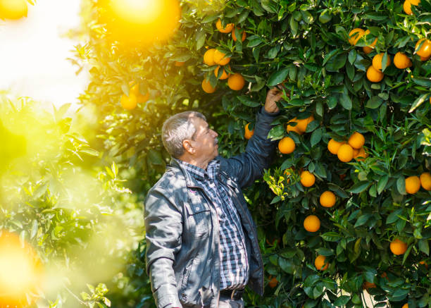 istock Man harvesting oranges in an orange tree 960240150