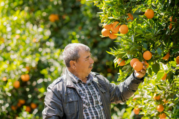 istock Man harvesting oranges in an orange tree 960240374