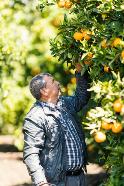 istock Man harvesting oranges in an orange tree 960240384