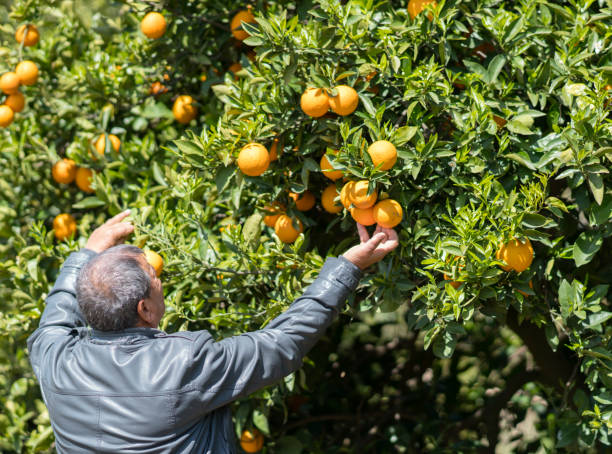 istock Man harvesting oranges in an orange tree 960240476