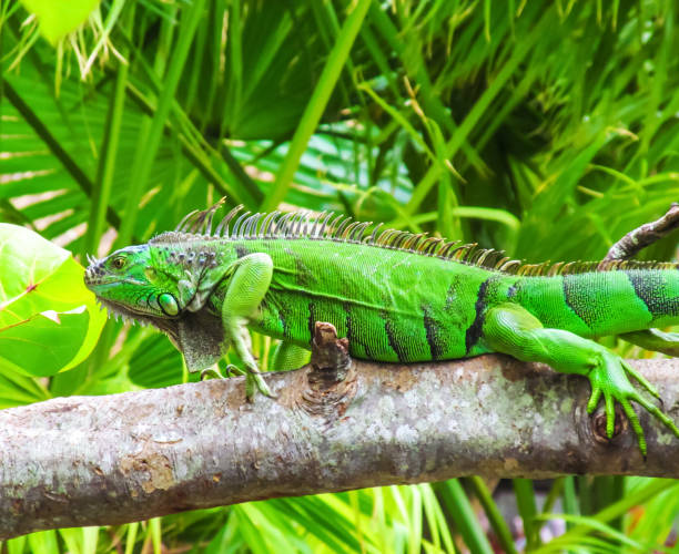 istock Cute green iguana (Latin - Iguana iguana) in nature habitat. 960241338