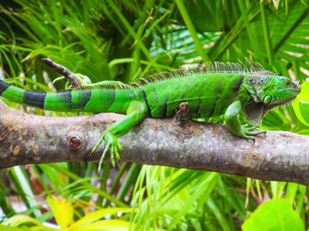 istock Cute green iguana (Latin - Iguana iguana) in nature habitat. 960241350