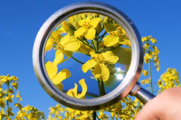 istock Colza flower being studied by farmer with a magnifying glass. Small rapeseed became closer. Looking close-up through magnifier on yellow canola plant 960242616