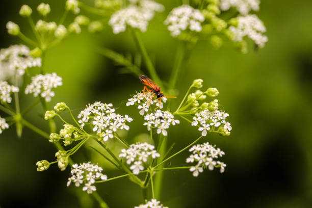 istock Insect on the plant, Nieborow, Poland 960246132