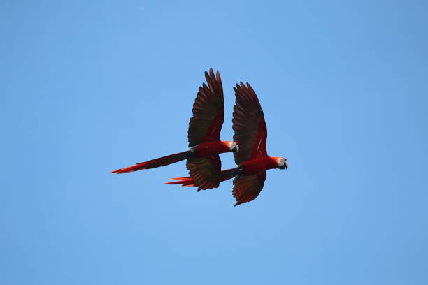 istock Scarlet Macaws In Costa Rica 960249550