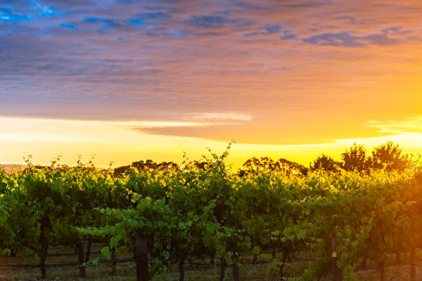 istock Grape vines in McLaren Vale at sunset 960250192