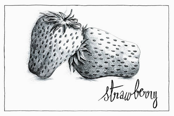 ballpoint pen illustration of strawberries with handwriting strawberry vector art illustration