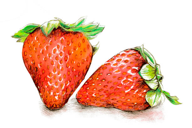 watercolor and pencil illustration of strawberries vector art illustration