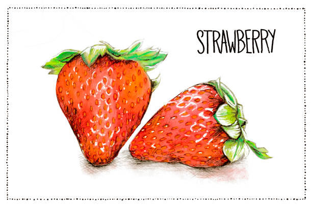 watercolor and pencil illustration of strawberries with the handwriting strawberry vector art illustration