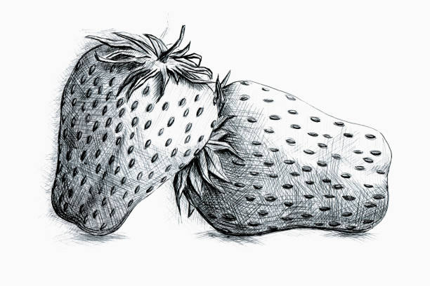 ballpoint pen illustration of strawberries vector art illustration