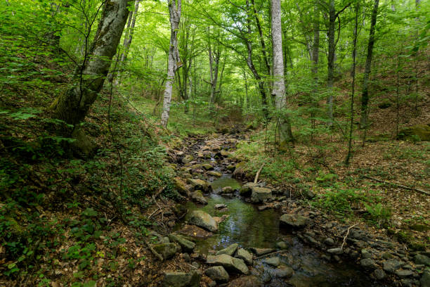 Forest stream stock photo
