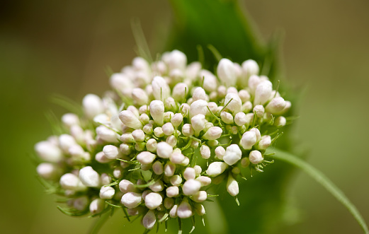 Closeup of white mountain flowers on blurred background