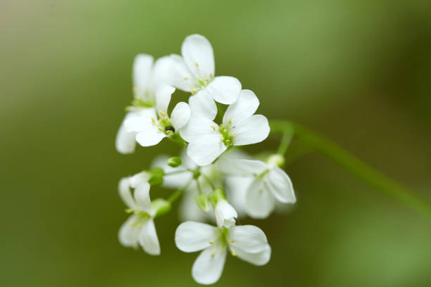 istock Closeup of white flowers 960255588