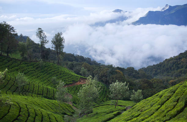 istock Tea plantations in Kerala, South India 960256204