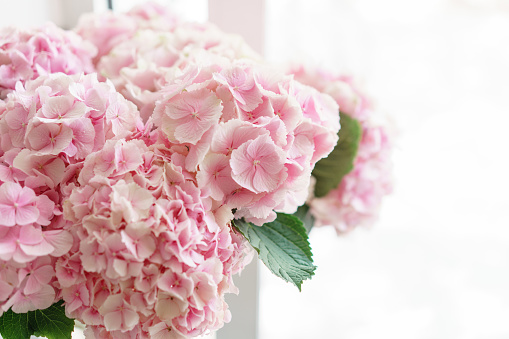 beautiful hydrangea flowers in a vase on a table . Bouquet of light blue, lilac and pink flower. Decoration of home.