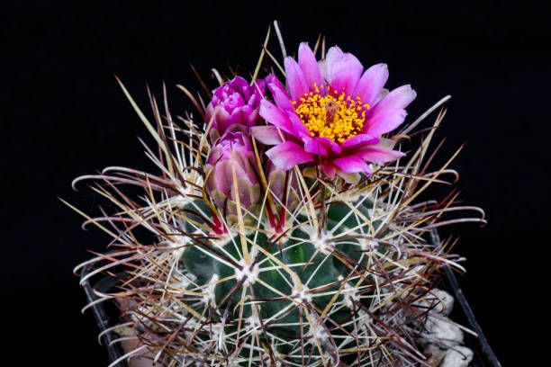 istock Cactus Sclerocactus parviflorus with flower isolated on Black. 960260134