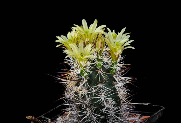 istock Cactus Glandulicactus mathssonii with flower isolated on Black 960260556